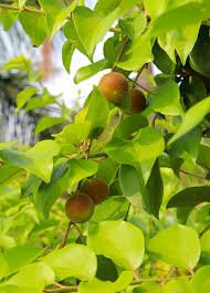 Ceylon Gooseberry
